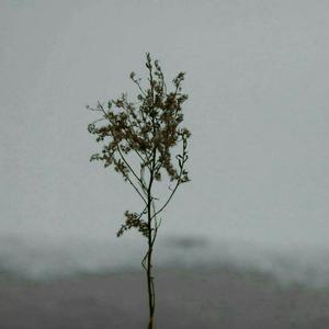 恶德医生和产妇人科医师
